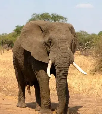 Something for Everyone