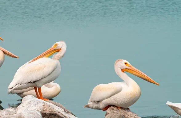 A Bird-Watcher’s Favorite