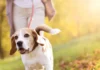 How My Dogs Might Save Me from Breaking a Hip
