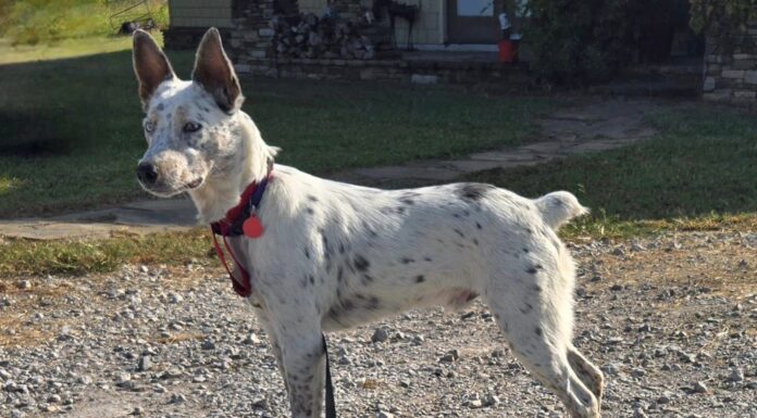 Do You Hear What I Hear?