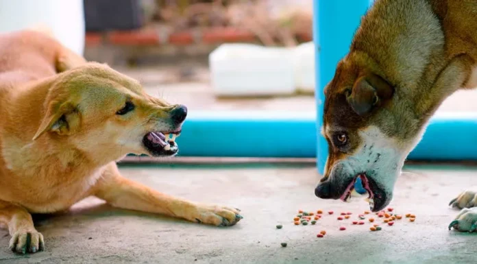 Family Dogfight Dogfight