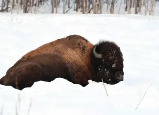 Where The Buffalo Roam