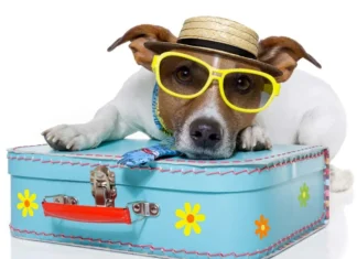 Pet-Friendly Travel, Tulsa Style!