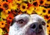 Handicapable Canines