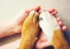 For the Future of Furry Friends
