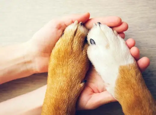 For the Future of Furry Friends