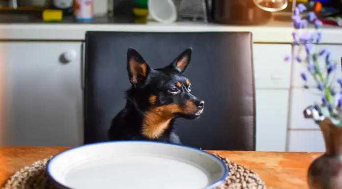 Parties and People and Pets