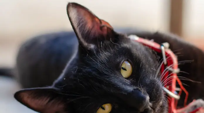 Black Cats, Lucky Companions