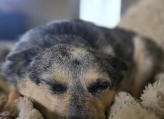 Drift off to Dreamland