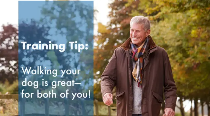 Active Seniors, Active Dogs