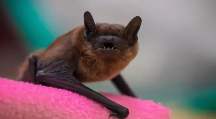 Celebrate the Wild Ones