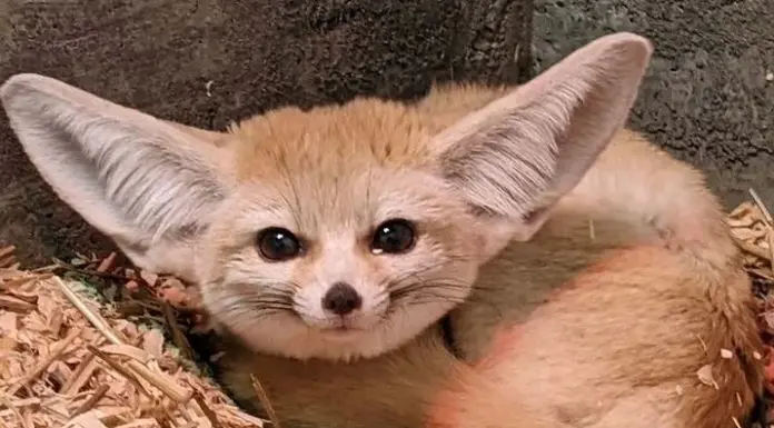 A Second Chance at LIFE