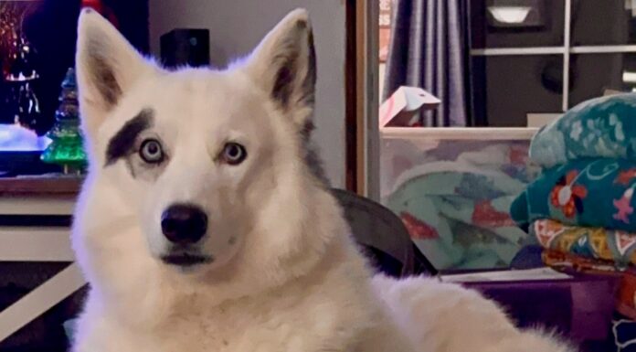 Two Dogs, One Caring Heart