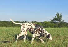 Old Dog? New Tricks!