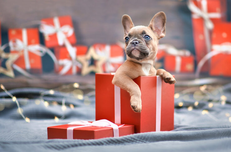 Before You Wrap up That Pet