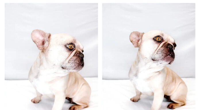 From Puppy Mill to Forever Home