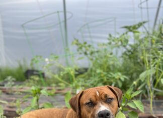 Ollie Goes to the Farm