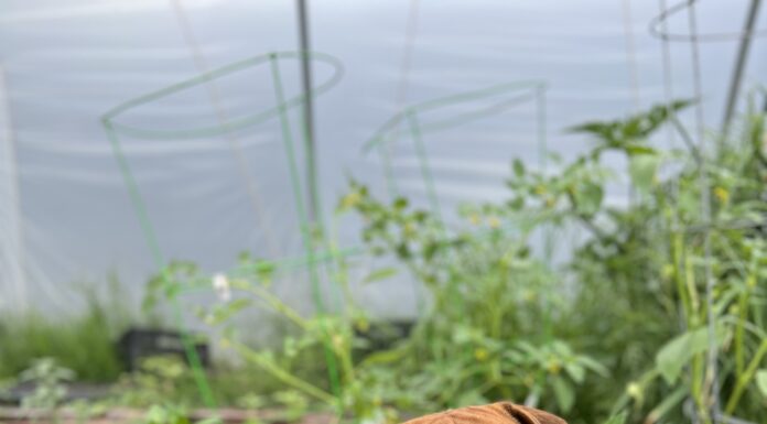 Ollie Goes to the Farm