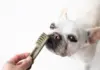 Brushing Up on Pet Dental Care