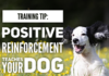Training Tip: Train Your Dog Month