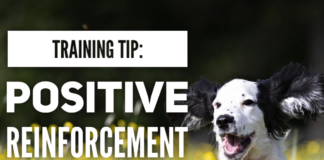 Training Tip: Train Your Dog Month