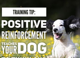 Training Tip: Train Your Dog Month