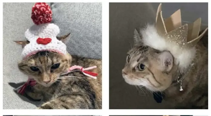 Cat Chat: Cleopatra the Theatrical Cat