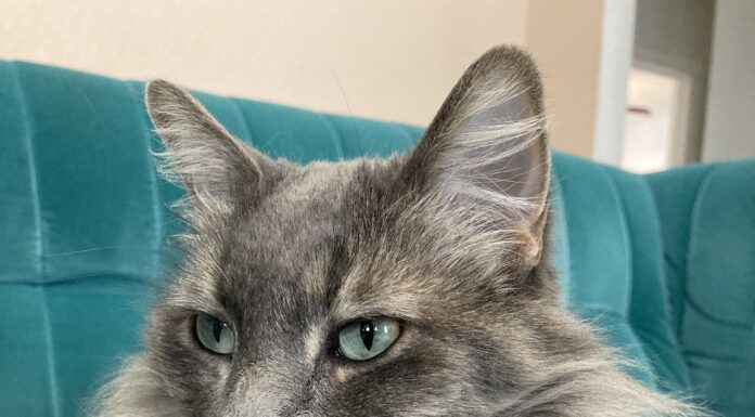 Musya