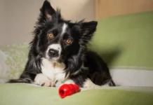 Food-Delivery Toys for Dogs