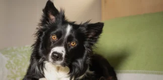 Food-Delivery Toys for Dogs