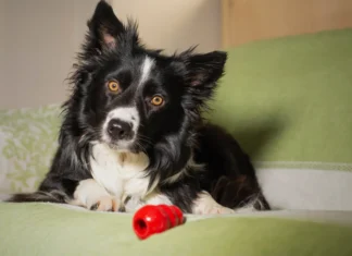 Food-Delivery Toys for Dogs