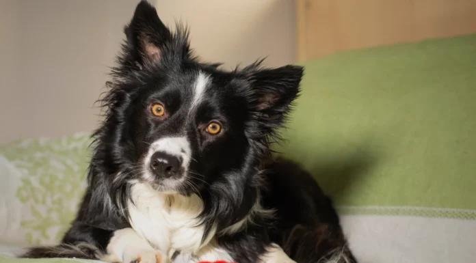 Food-Delivery Toys for Dogs