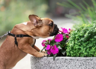 Nothing to Sneeze At