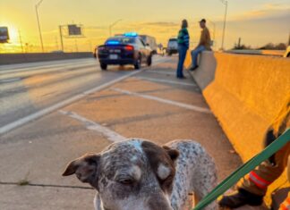 Fire Stations Offer New Help for Lost Pets