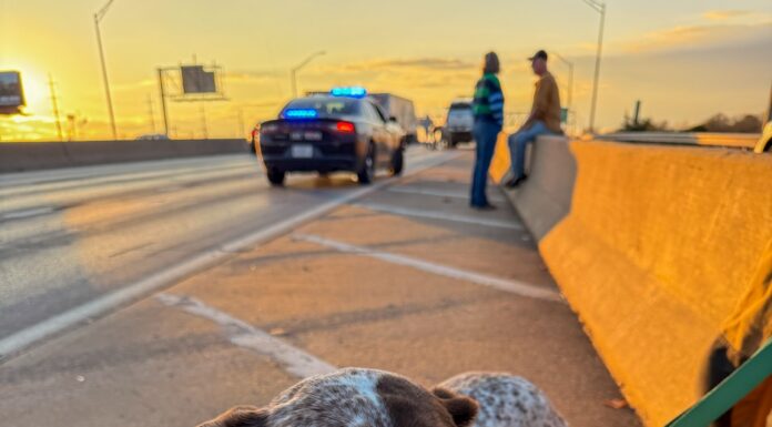 Fire Stations Offer New Help for Lost Pets