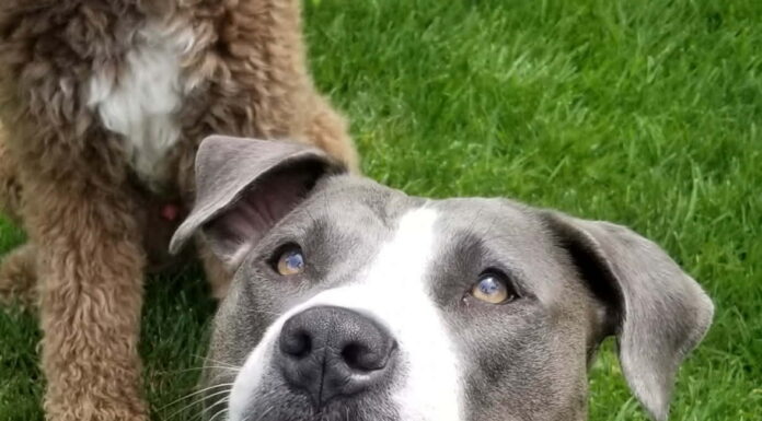 Why I Foster