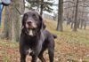 Dodge’s Road to Recovery