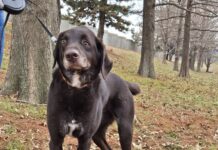 Dodge’s Road to Recovery