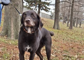 Dodge’s Road to Recovery