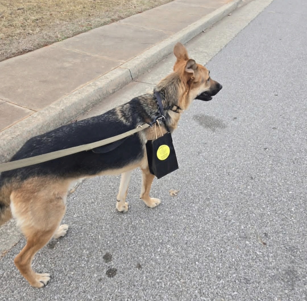 Maverick delivers a honey order. Customers love this super sweet dog and how he hand delivers orders to their doors. Photo courtesy of Sweet Stingers.