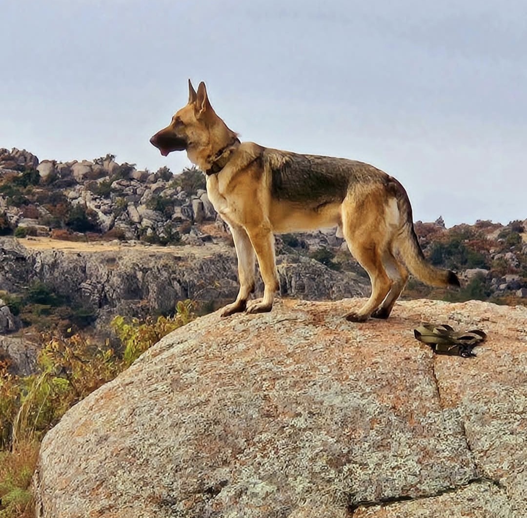 Goose enjoys a hike after working the hives. Photo courtesy of Sweet Stingers.