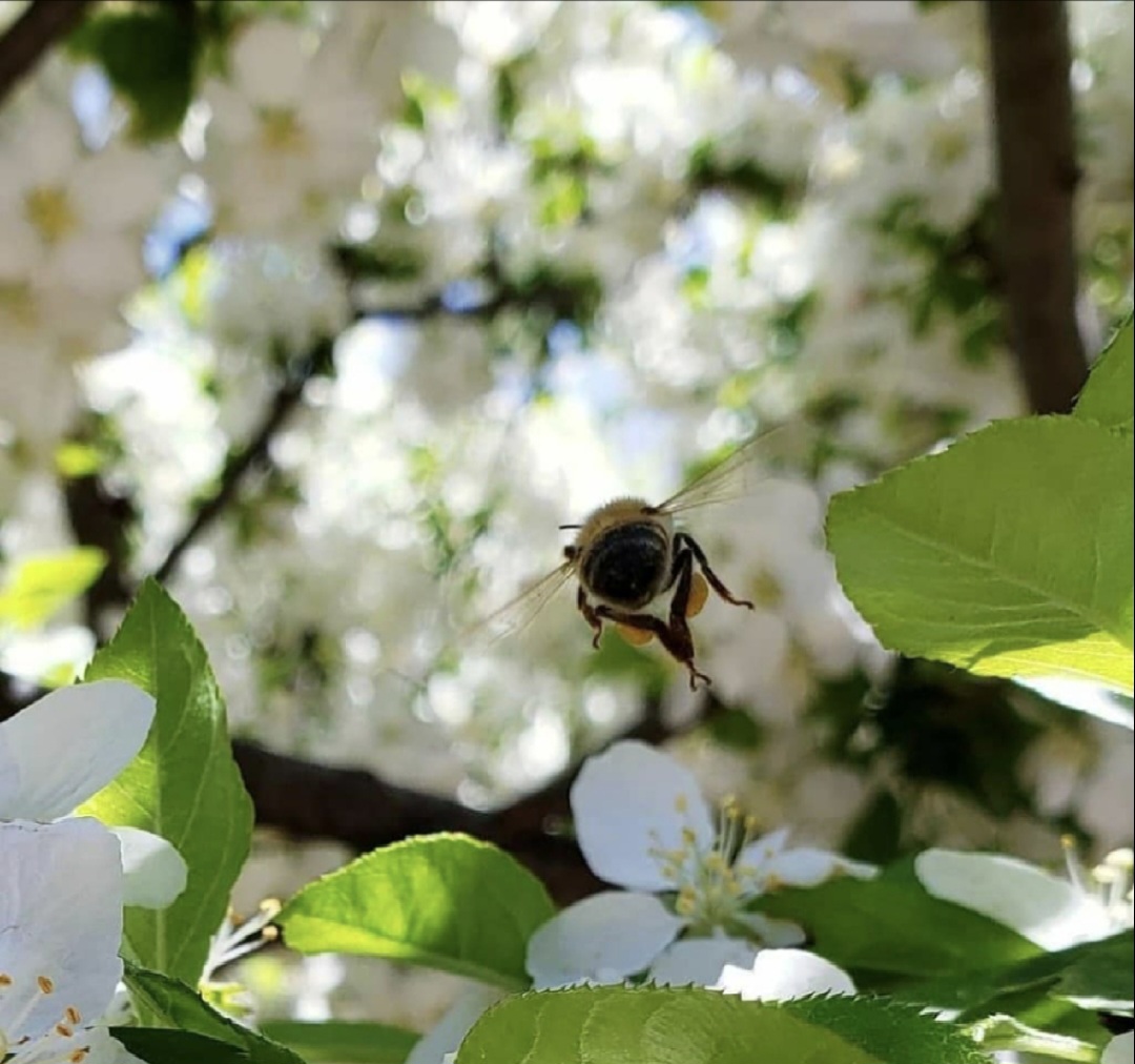 It's all about the bees. Photo courtesy of Sweet Stingers.