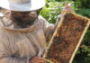Bee Dogs: Livin’ the Sweet Life