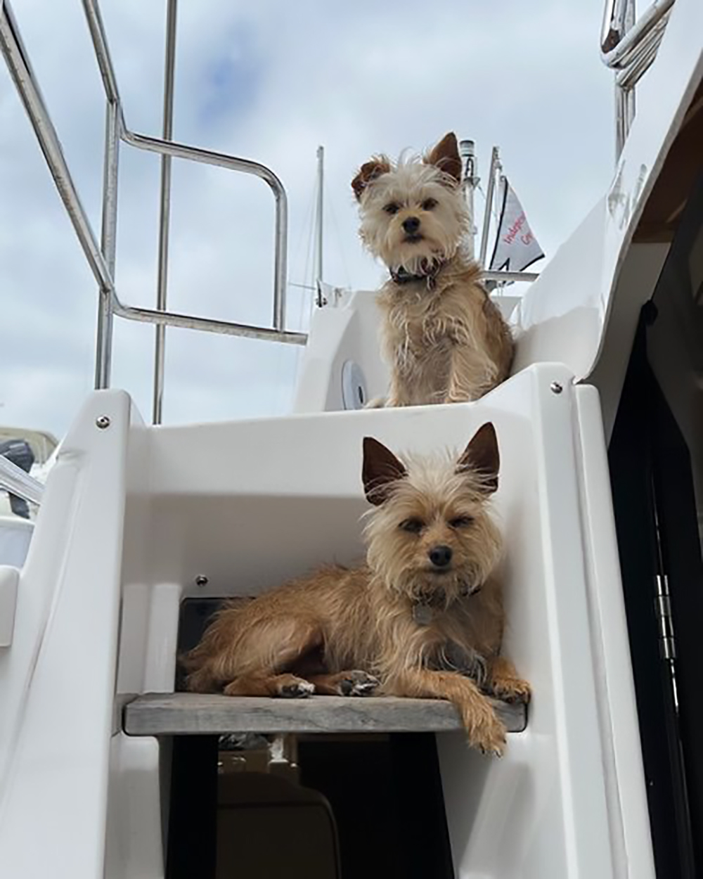 Lily and Rosie, Maria Langer's Chihuahua-Yorkshire Terrier mixes, have traveled over 10,000 nautical miles together.