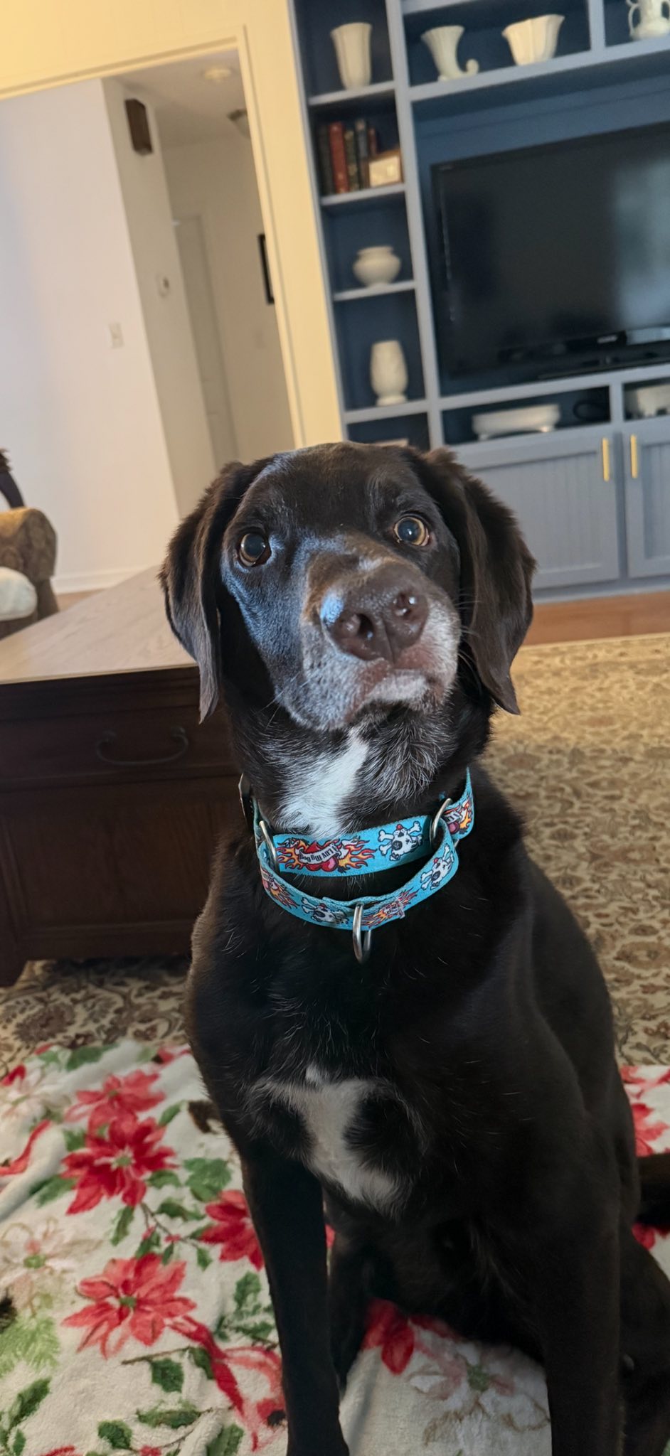 Dodge is settling in at his cozy foster home and receiving plenty of love and attention.
