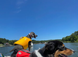 Four Paws on Deck