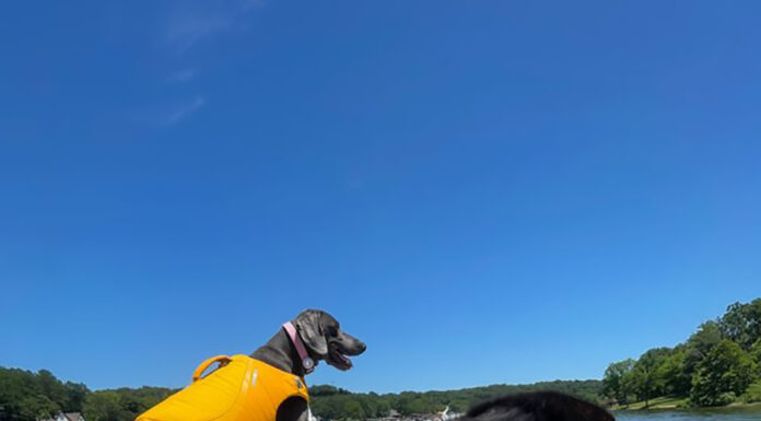 Four Paws on Deck