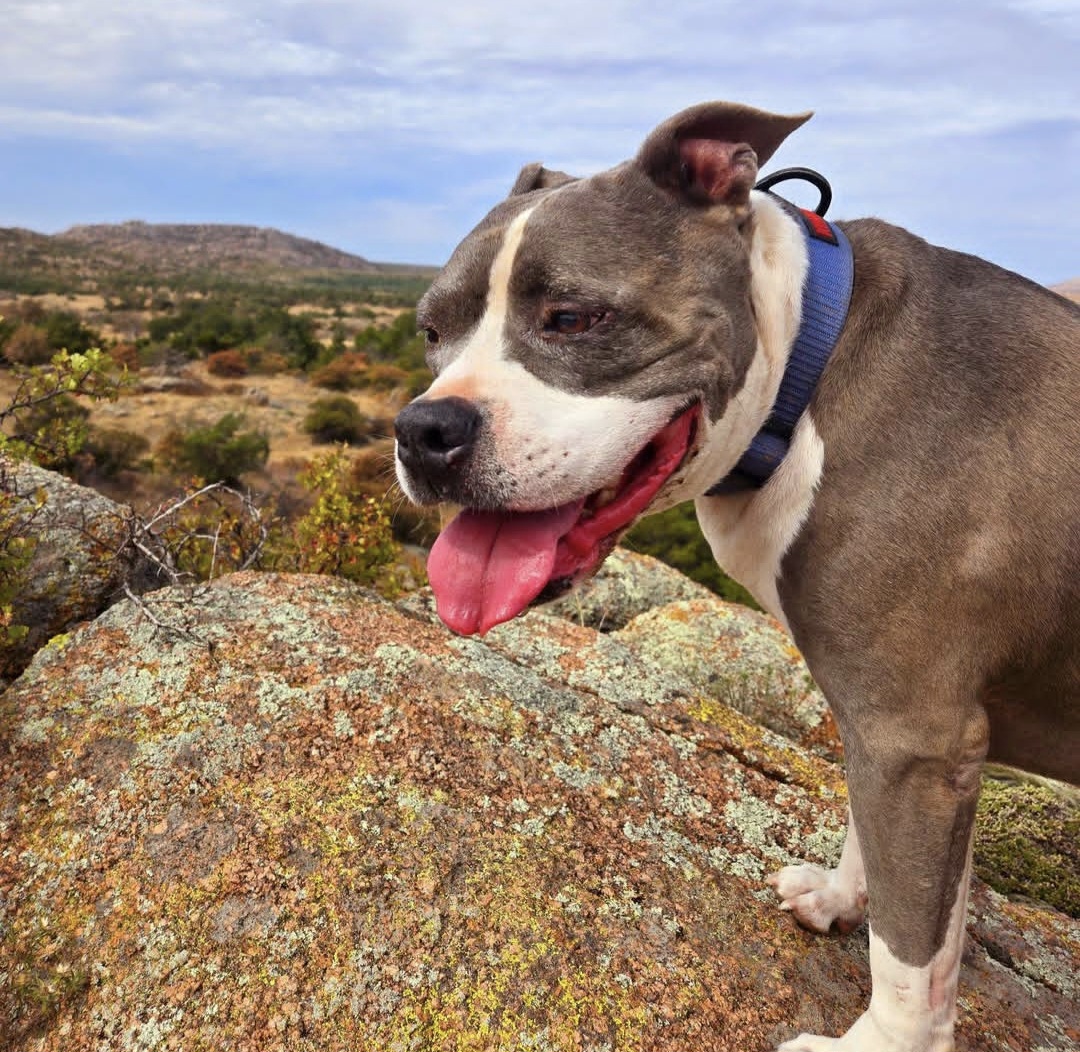 Ace enjoys a hike. Photo courtesy of Sweet Stingers.