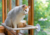 The Great Window Watch