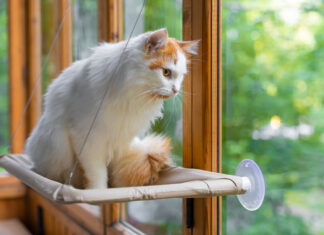 The Great Window Watch